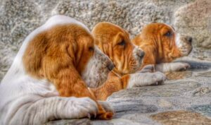 Out West Bassets (BassetHoundAZ)