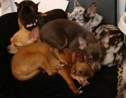 The Chi Shop Chihuahua