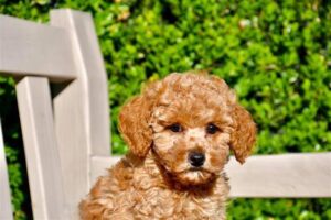 Sydney Toy Poodles