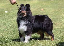 Istari Shelties