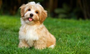 CT Breeder Corgis