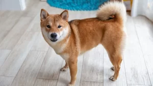 How to choose a Shiba Inu Breeder -ShiGA