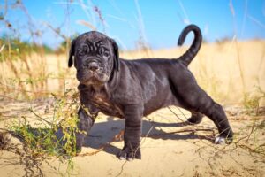 Cane Corso Puppies For Sale in Alabama