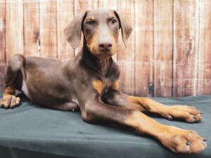 Conclusion For The "Best Doberman Breeders in Las Vegas"