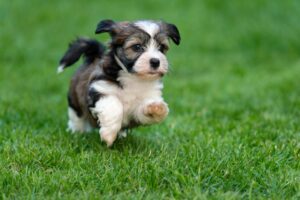 Havanese Puppies For Sale in Alabama