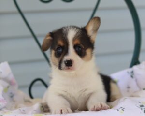 Conclusion For The "Best Corgi Breeders in Kentucky"