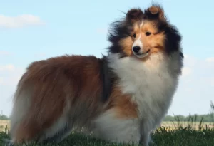 Sheltie Puppies For Sale in Missouri
