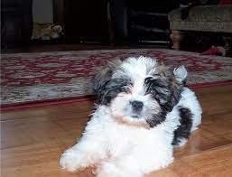 sweetgrass havanese