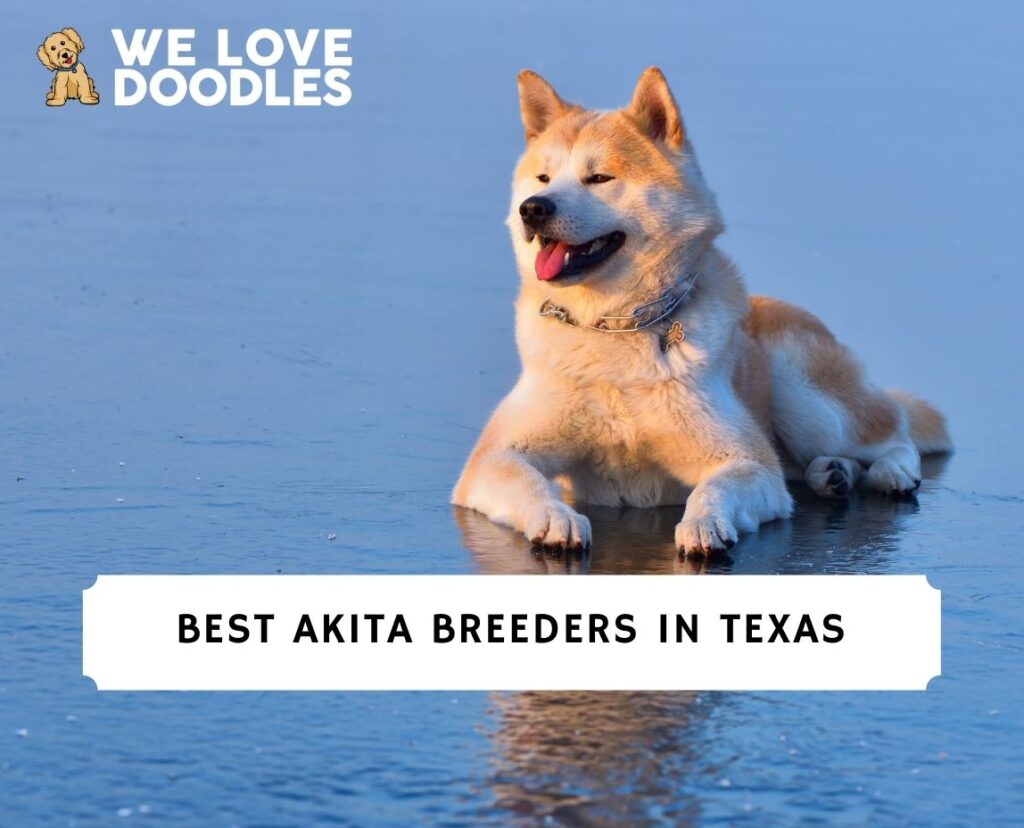 7 Best Akita Breeders in Texas!