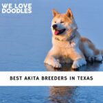 Akita Breeders in Texas