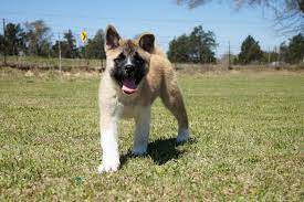 Austin Texas Akita Puppies Folklore Akitas In Texas