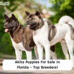 Akita-Puppies-For-Sale-In-Florida-Top-Breeders-template