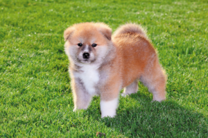 7 Best Akita Breeders in Texas!