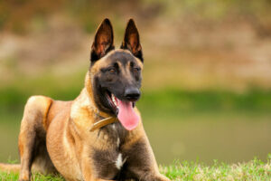 All Purpose K-9