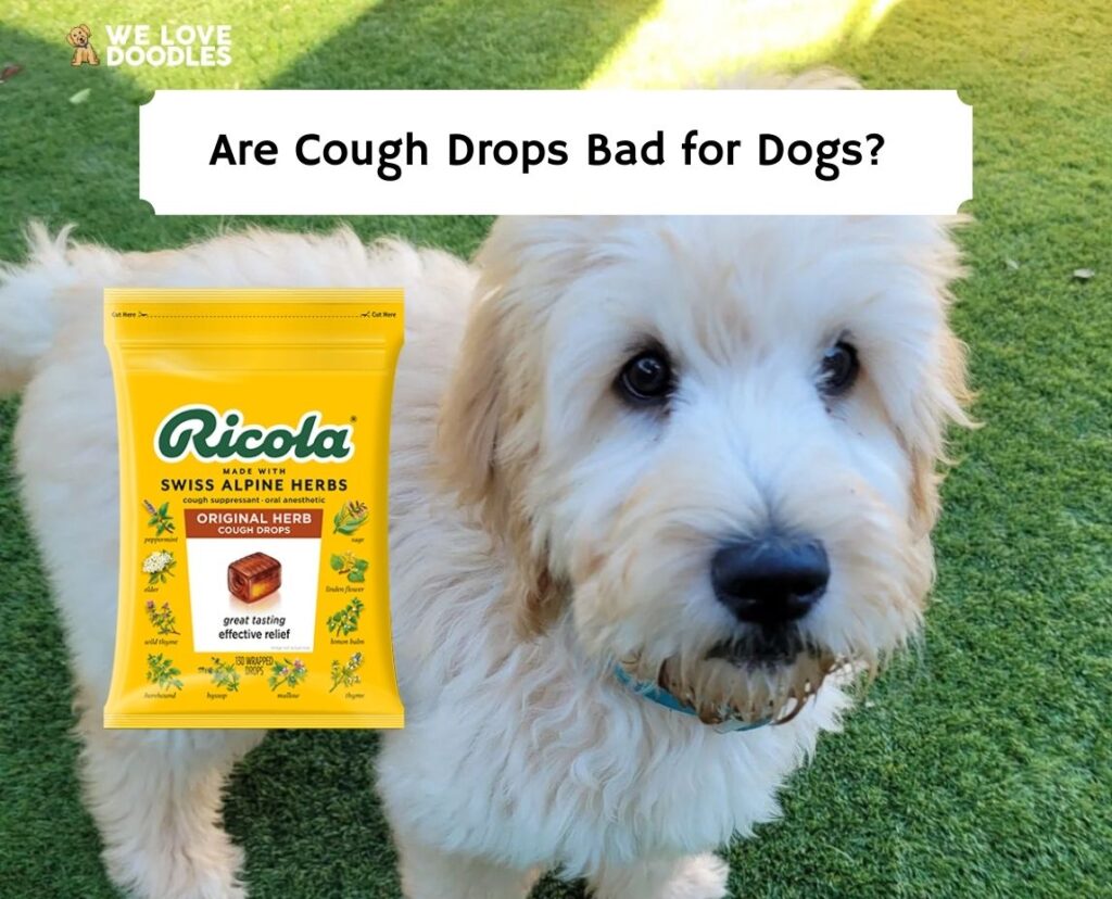 Are Cough Drops Bad for Dogs