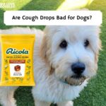 Are Cough Drops Bad for Dogs