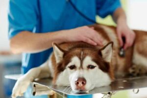 what happens if dog eats cough drop