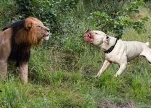 could a pitbull kill a lion