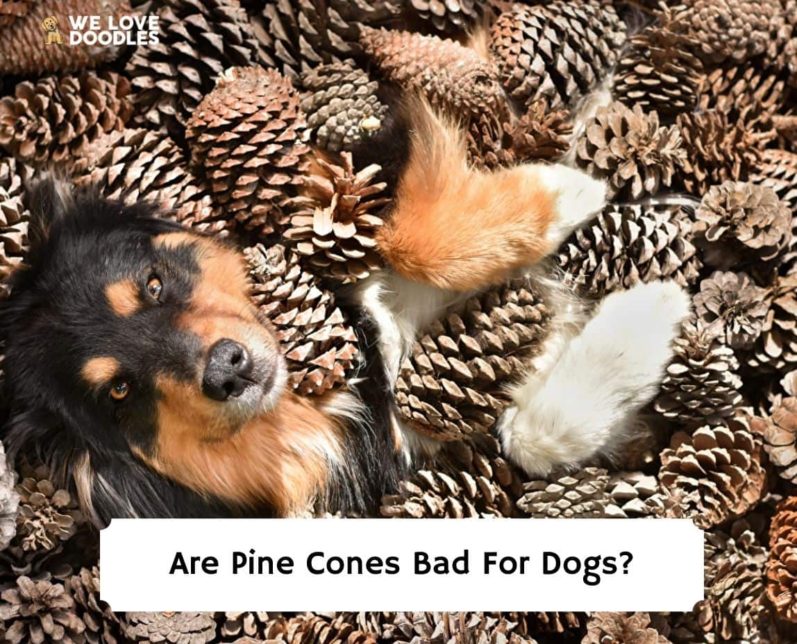 are pine cones poisonous to dogs