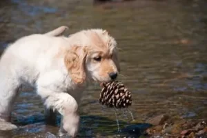 are pine cones good for dogs