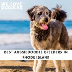Aussiedoodle Breeders in Rhode Island