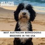 Australian Bernedoodle Breeders