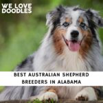 Australian Shepherd Breeders in Alabama