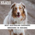 Australian Shepherd Breeders in Indiana