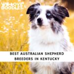 Australian Shepherd Breeders in Kentucky