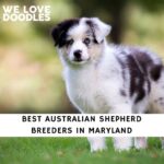 Australian Shepherd Breeders in Maryland