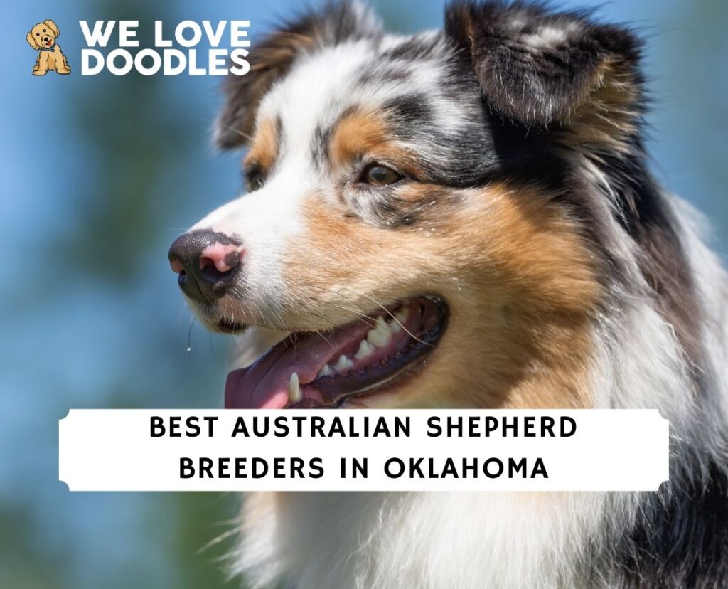 8 Best Australian Shepherd Breeders in Oklahoma! (2024) We Love Doodles