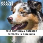 Australian Shepherd Breeders in Oklahoma