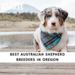 Australian Shepherd Breeders in Oregon