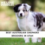 Australian Shepherd Breeders in Utah