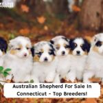 Australian-Shepherd-For-Sale-In-Connecticut-Top-Breeders-template