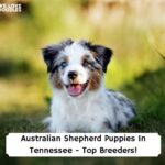 Australian-Shepherd-Puppies-In-Tennessee-Top-Breeders-template