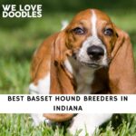 Basset Hound Breeders in Indiana