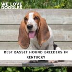 Basset Hound Breeders in Kentucky