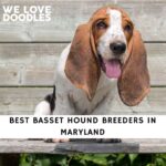 Basset Hound Breeders in Maryland