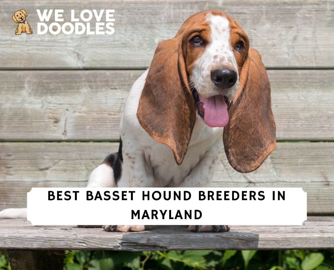 are basset hounds good service dogs