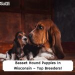 Basset-Hound-Puppies-In-Wisconsin–Top-Breeders-template