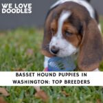 Basset Hound Puppies in Washington