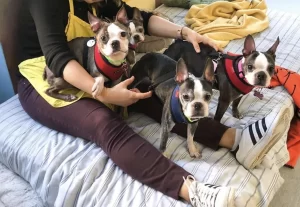 Bays Boston Terriers