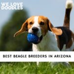 Beagle Breeders in Arizona