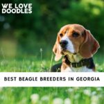 Beagle Breeders in Georgia
