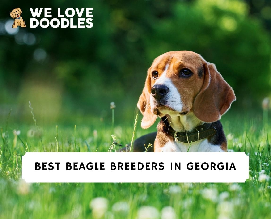 Bauer beagles hot sale