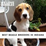 Beagle Breeders in Indiana