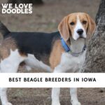 Beagle Breeders in Iowa