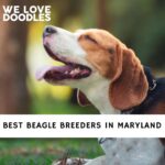 Beagle Breeders in Maryland