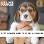 Beagle Breeders in Missouri